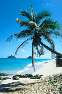 Hawaii Englisch Sprachreise